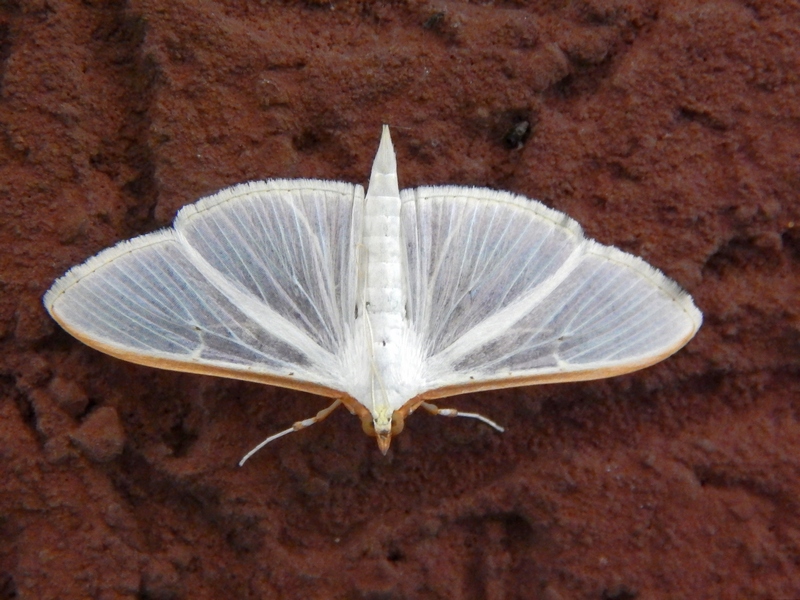 L''ultimissima ? Palpita vitrealis